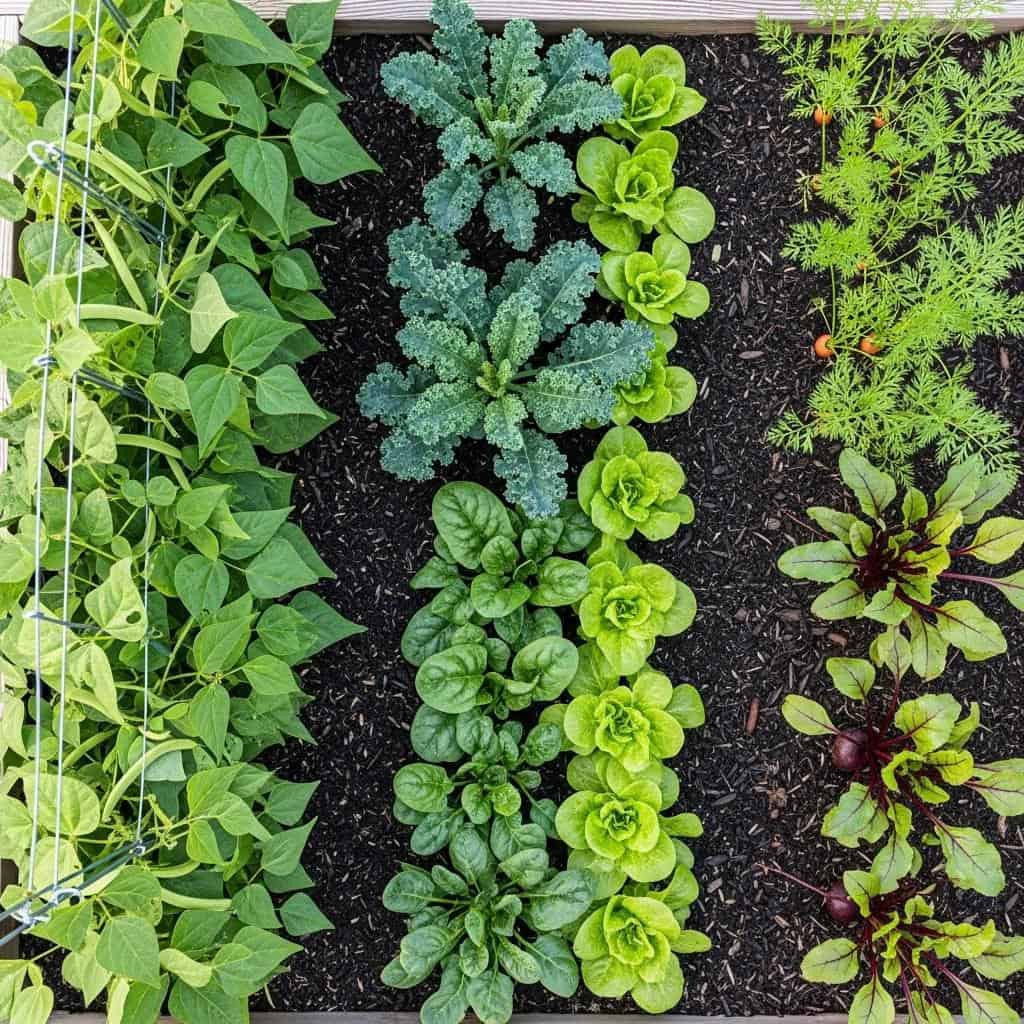 Faça Rotação de Culturas