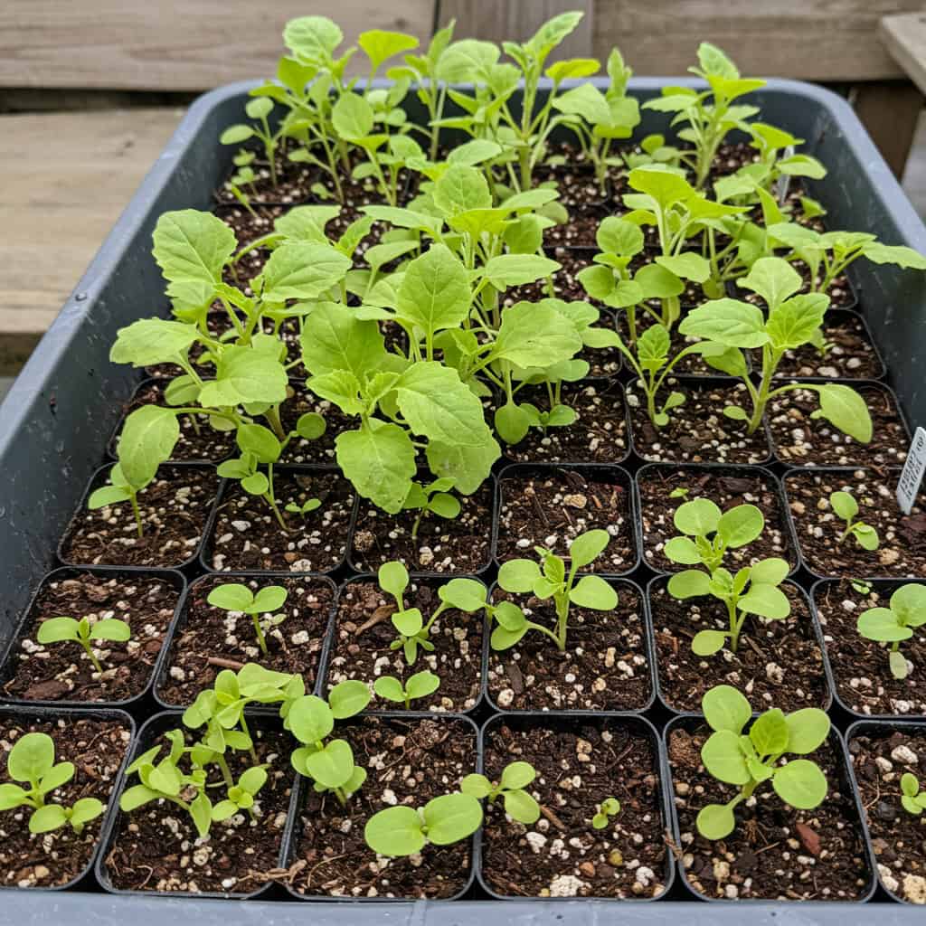 5. Plantar Muito Junto